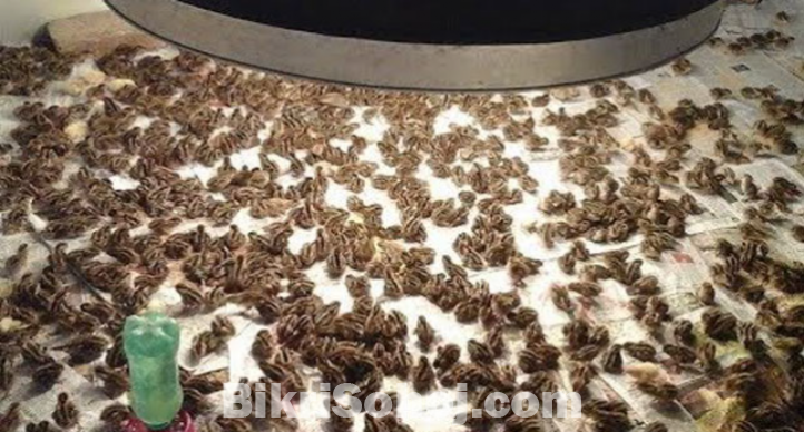 কোয়েল পাখির বাচ্চা